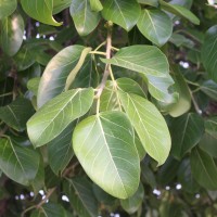 Ficus benghalensis L.